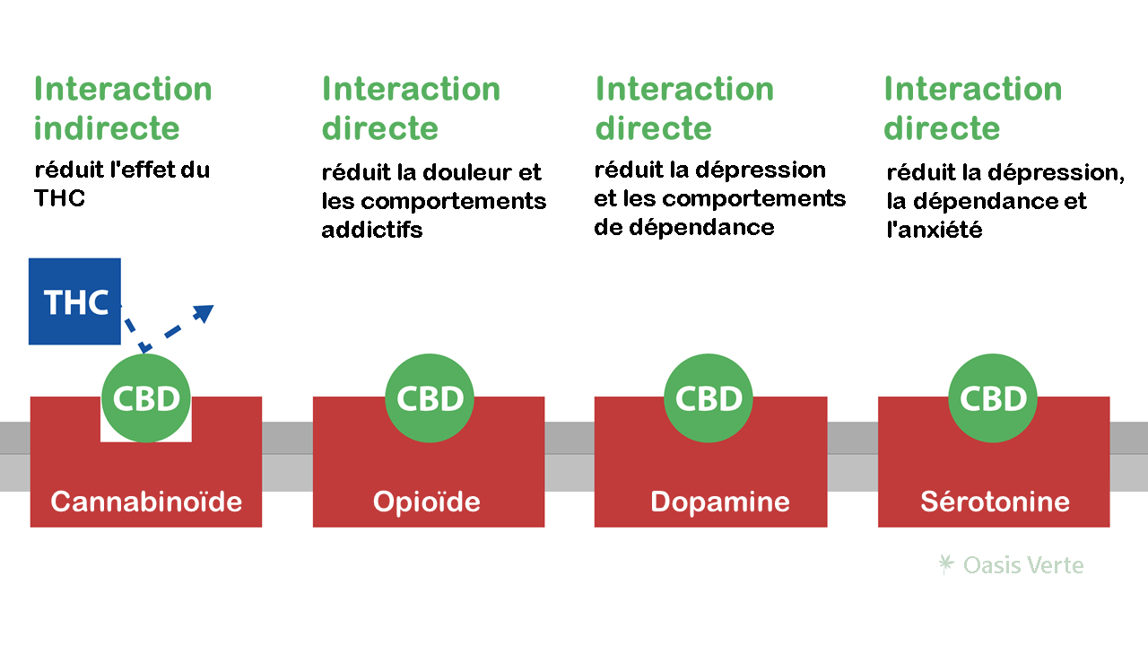 cbd interaction systeme endonnacaninoide et nerveux